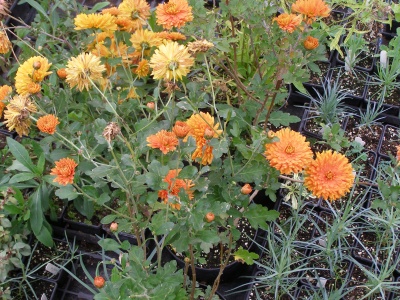 Chrysanthemum Dixter Orange